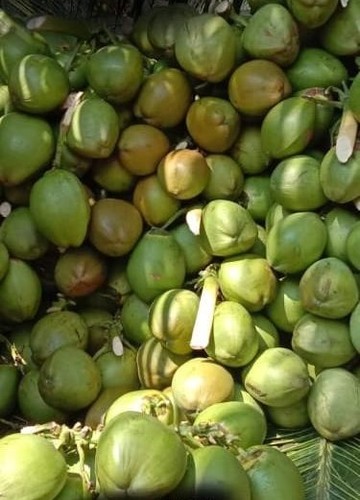 Green-coconut