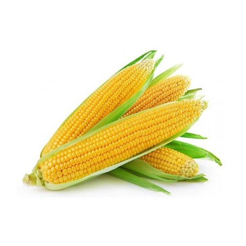Corn (मक्का)