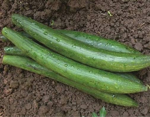 Sponge Gourd (गिलकी)