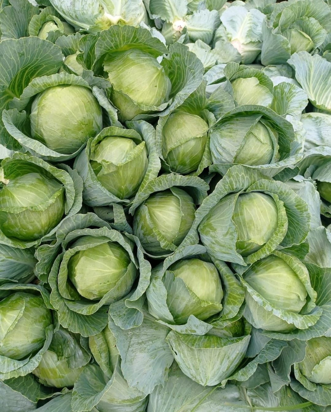 Cabbage (पत्तागोभी)